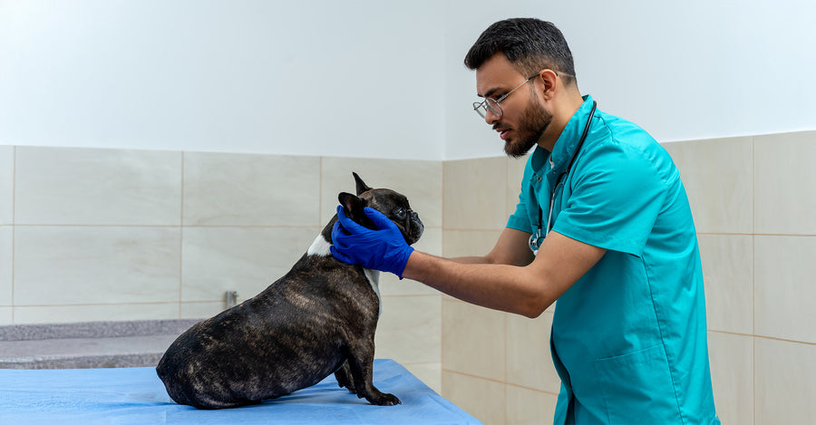24/7 Veterinarian Availability