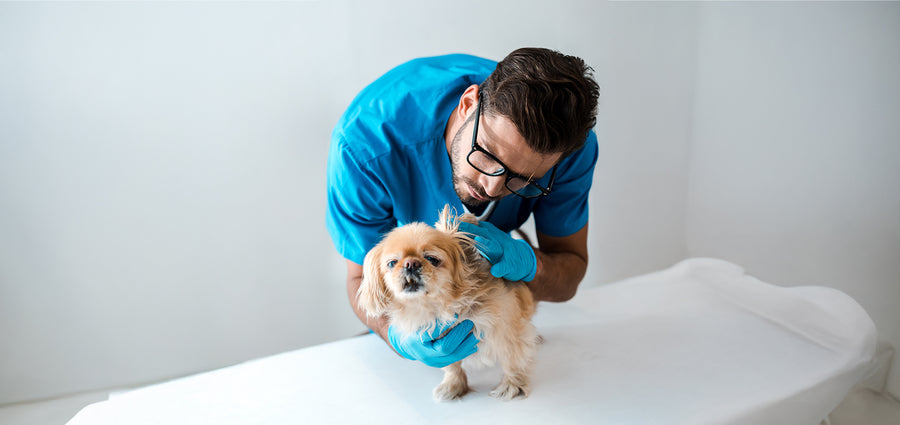 Experienced, Multi-Speciality Vets
