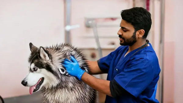 Dog Grooming