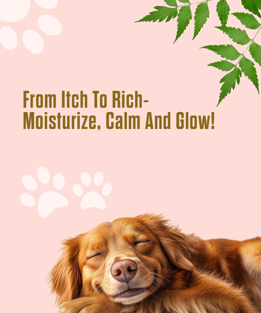 Anti Itch Oil for Dogs and Cats