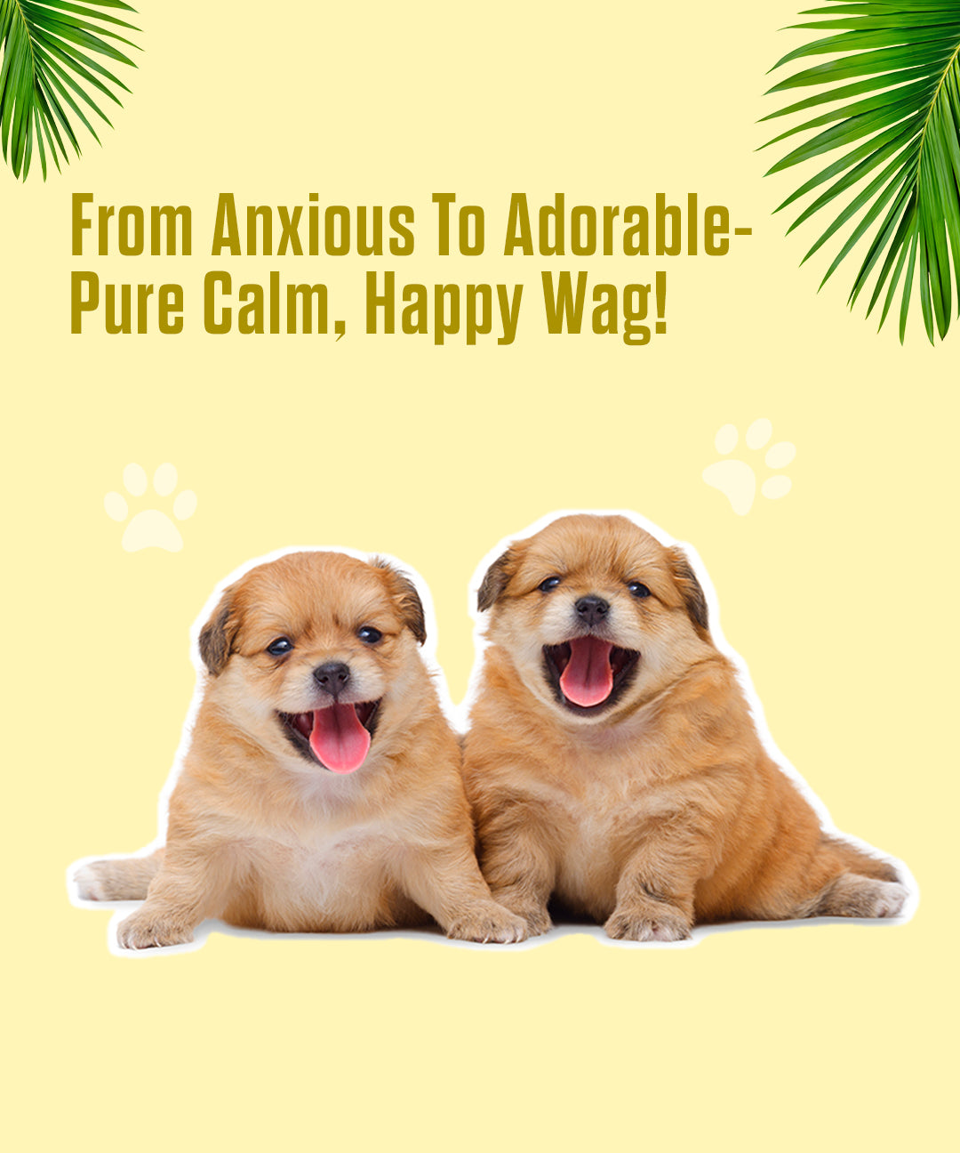 Calming Oil for Dogs and Cats