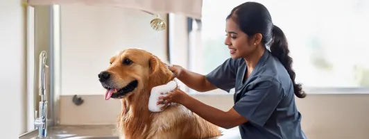 Trained and Certified Groomers