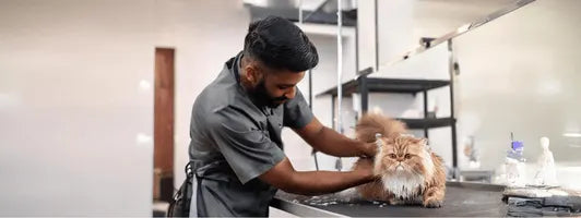 Separate Grooming Areas for Cats